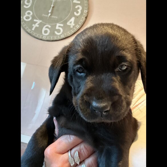 Labrador Retriever - Both
