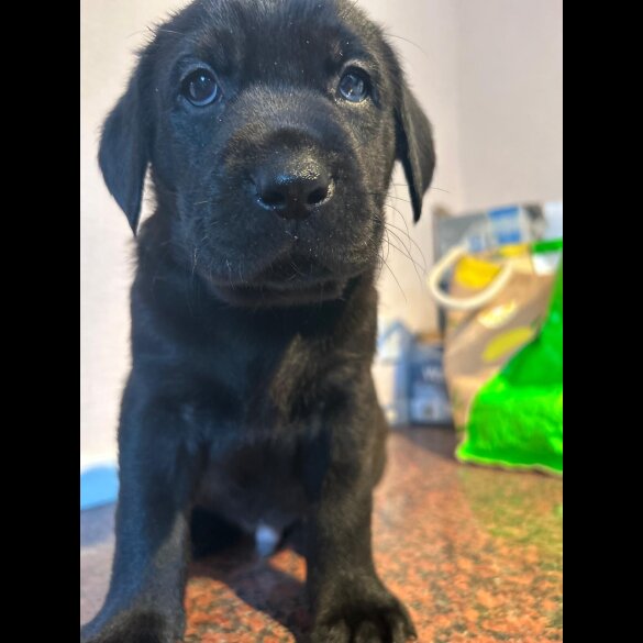 Labrador Retriever - Both