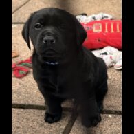 Labrador Retriever - Both