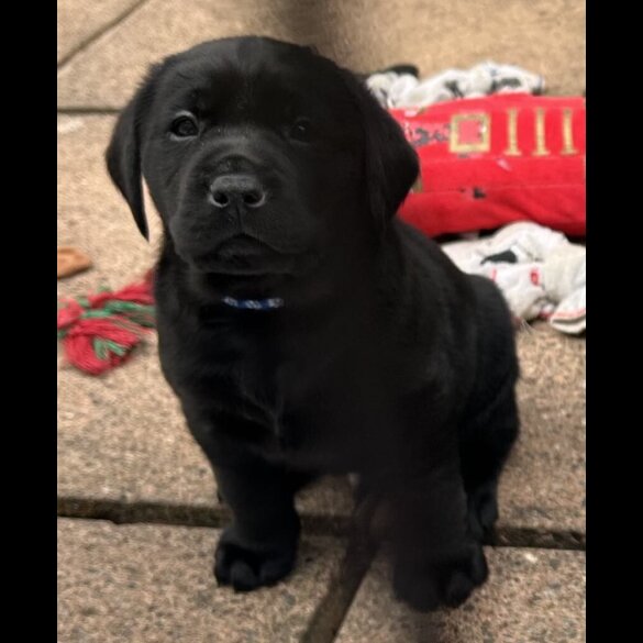 Labrador Retriever - Both