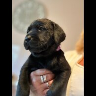 Labrador Retriever - Both