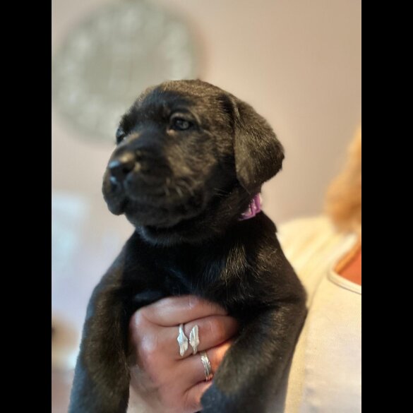 Labrador Retriever - Both