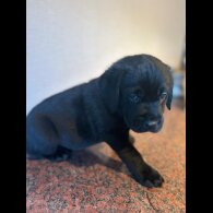 Labrador Retriever - Both