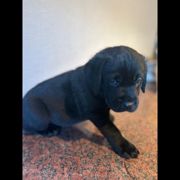 Labrador Retriever - Both