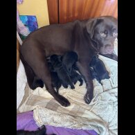 Labrador Retriever - Both