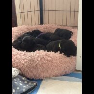 Labrador Retriever - Both