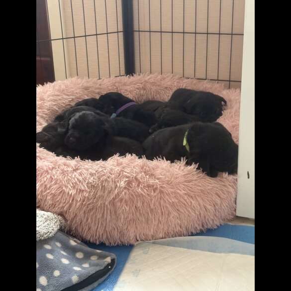 Labrador Retriever - Both