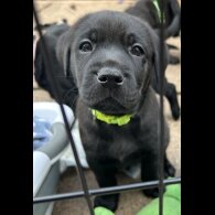 Labrador Retriever - Both