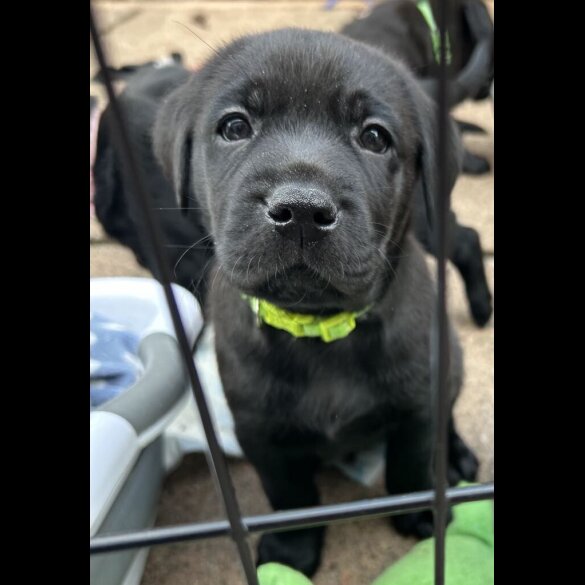 Labrador Retriever - Both