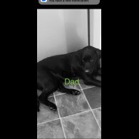 Labrador Retriever - Both