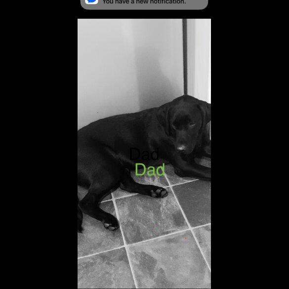 Labrador Retriever - Both