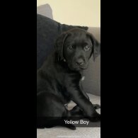 Labrador Retriever - Both