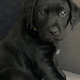Labrador Retriever - Both