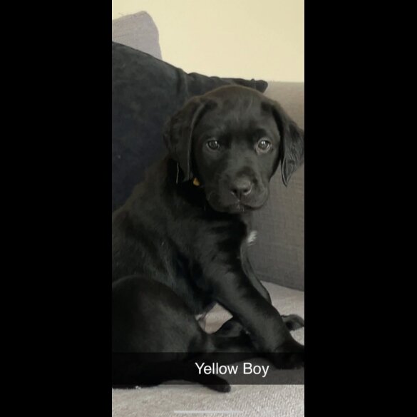 Labrador Retriever - Both