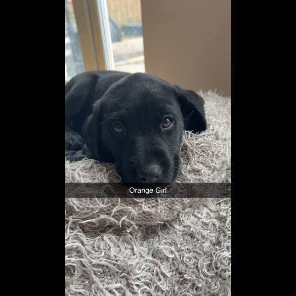 Labrador Retriever - Both