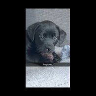 Labrador Retriever - Both