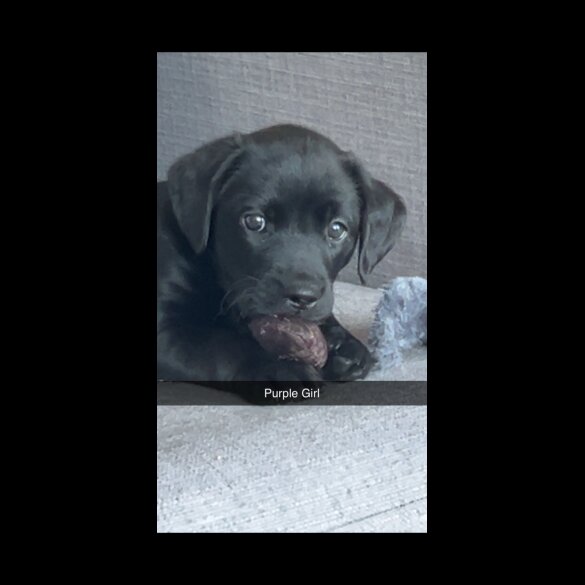 Labrador Retriever - Both