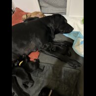 Labrador Retriever - Both