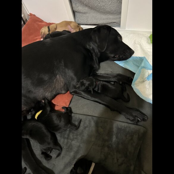 Labrador Retriever - Both