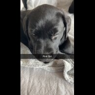 Labrador Retriever - Both
