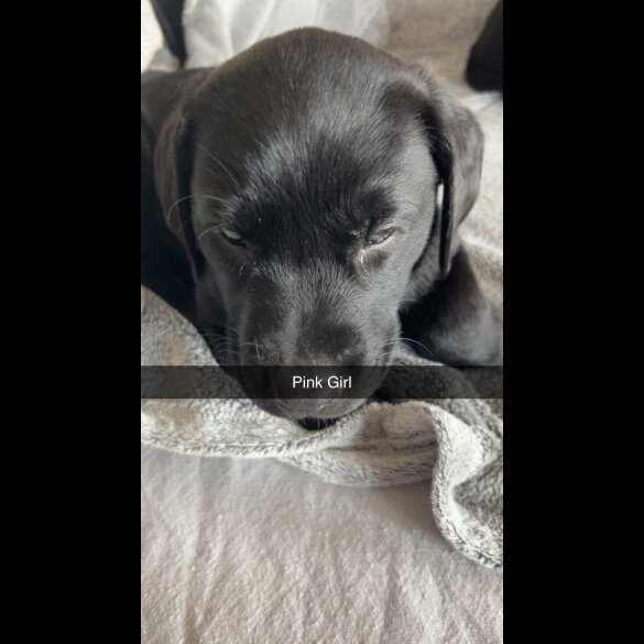 Labrador Retriever - Both