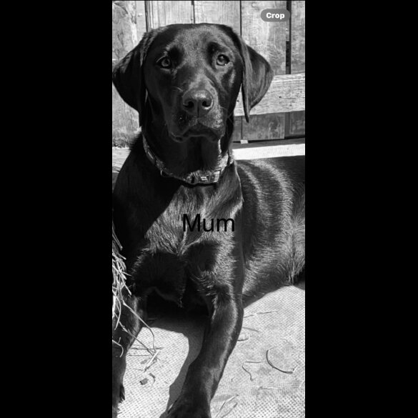 Labrador Retriever - Both