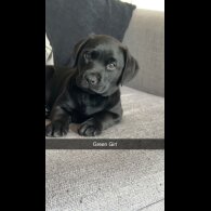 Labrador Retriever - Both