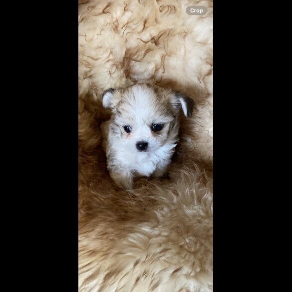 Maltese - Both