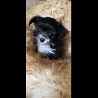 Maltese - Both
