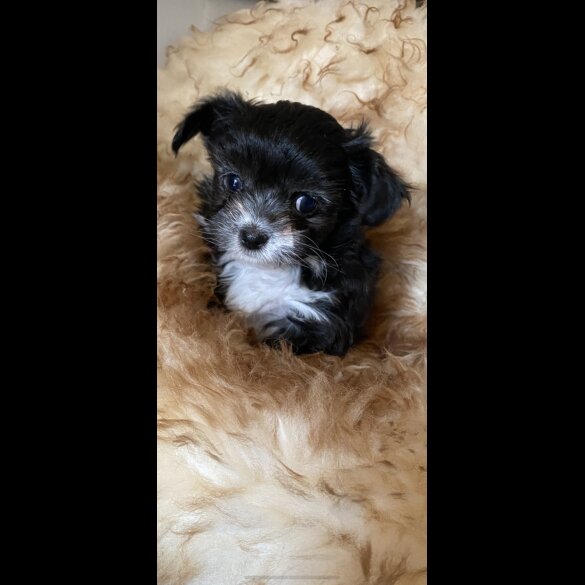Maltese - Both