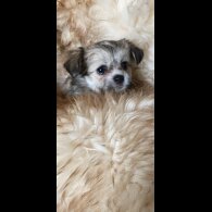 Maltese - Both