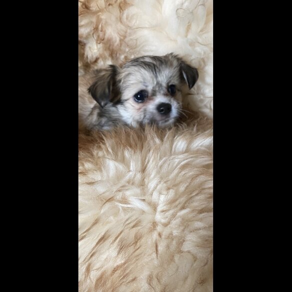 Maltese - Both