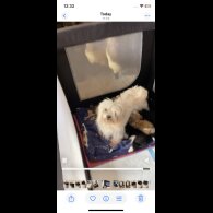 Maltese - Both
