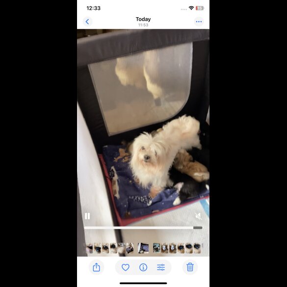 Maltese - Both