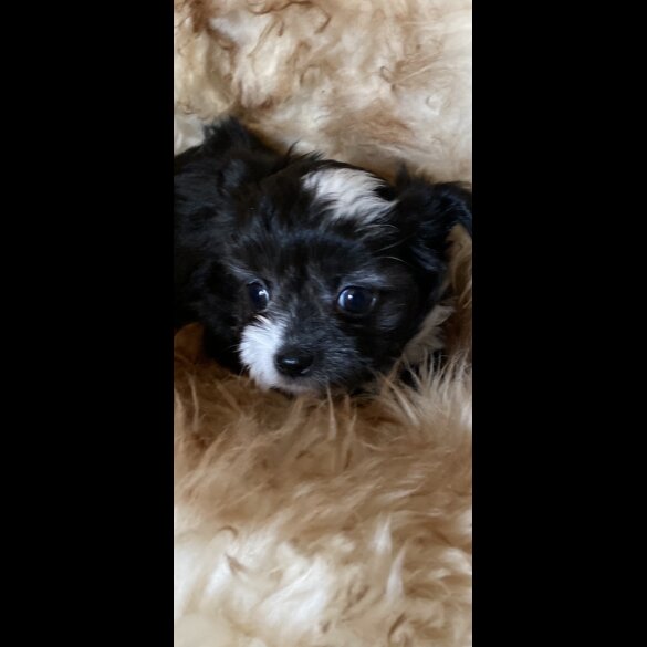 Maltese - Both