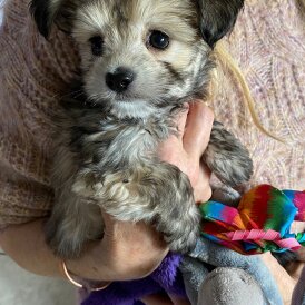 Maltese - Both