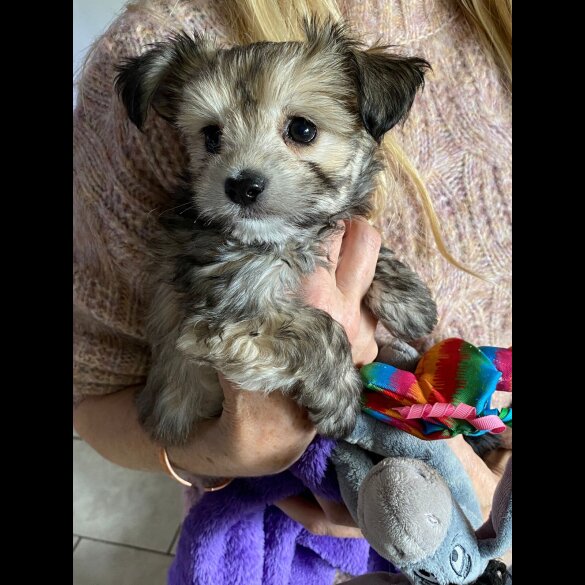 Maltese - Both