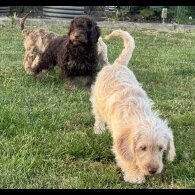 Labradoodle - Both
