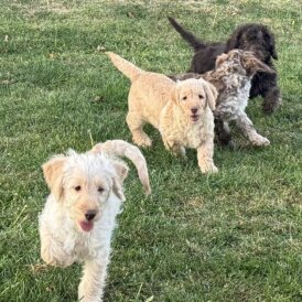 Labradoodle - Both