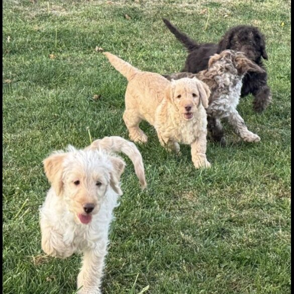 Labradoodle - Both