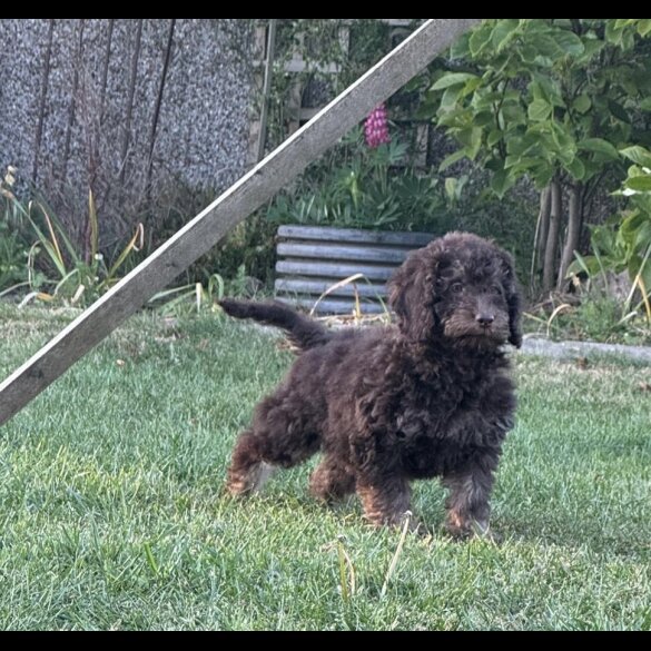 Labradoodle - Both