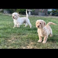 Labradoodle - Both