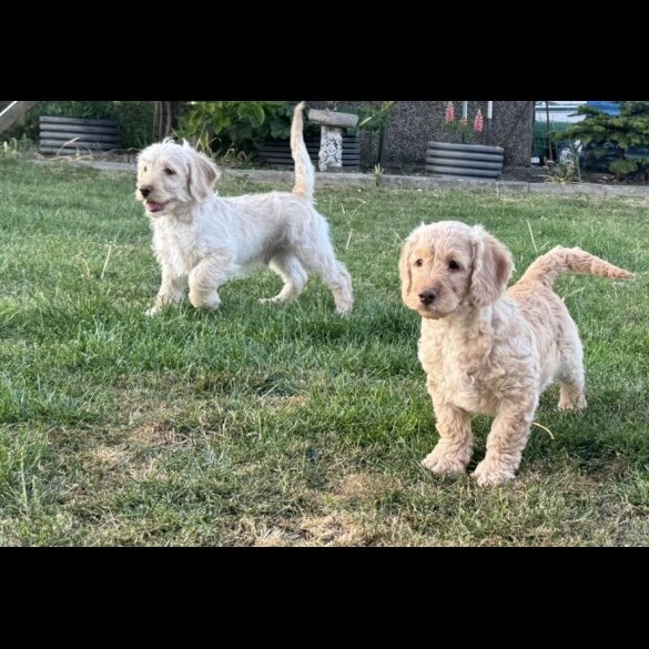 Labradoodle - Both