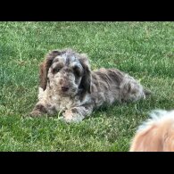 Labradoodle - Both