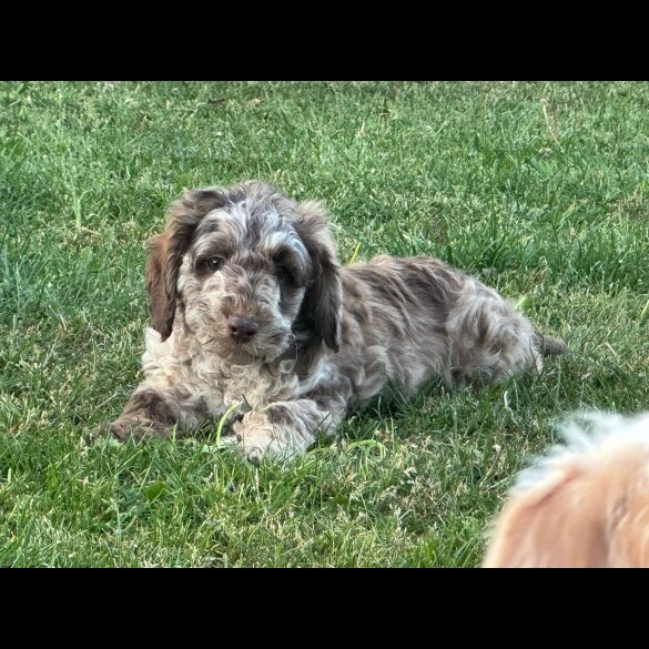 Labradoodle - Both