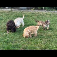 Labradoodle - Both