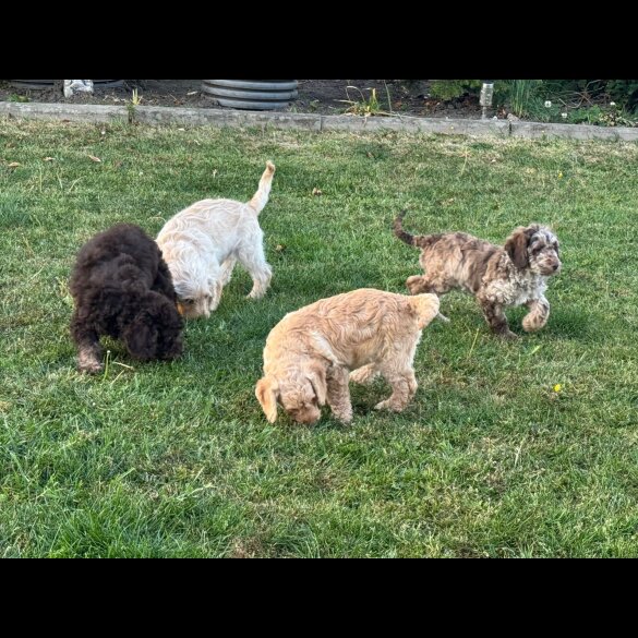 Labradoodle - Both