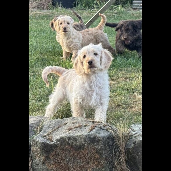 Labradoodle - Both
