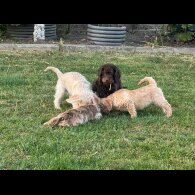 Labradoodle - Both