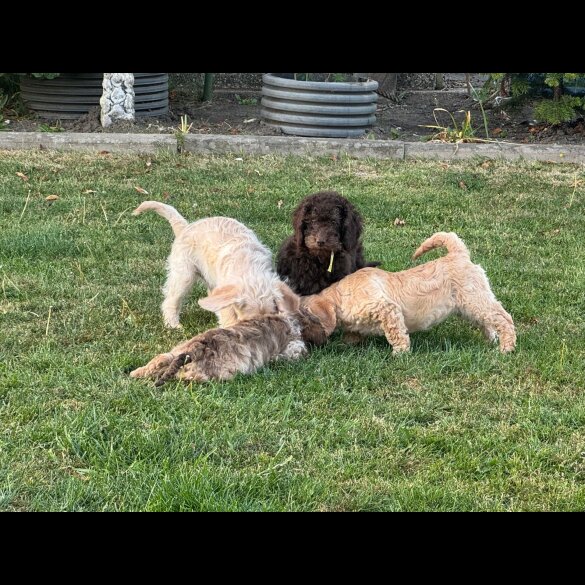 Labradoodle - Both